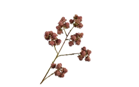 Black Berries Spray Mauve